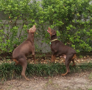 red dobermans by a tree